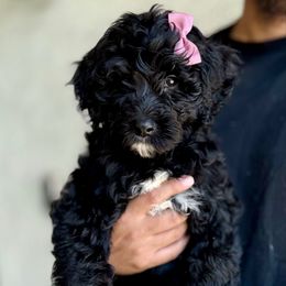 Pink - Black and white female Bernedoodle puppy in Moreno Valley, California from Ayy_Doodles