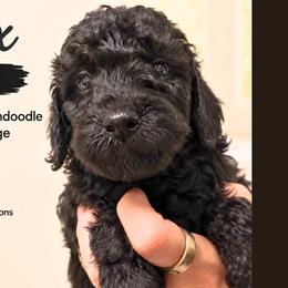 1400.00 Onyx: Black Collar - Black female Goldendoodle puppy in Raceland, Louisiana from Cajun Doodles