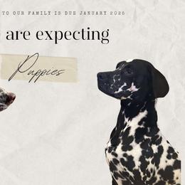 Dalmatians from Mainstreet Dalmation