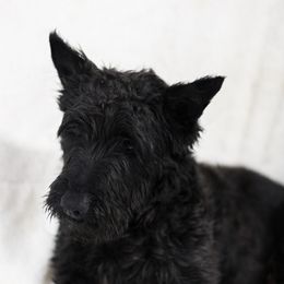 Munro - Scottish Terrier