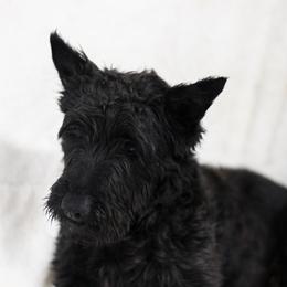 Munro - Scottish Terrier