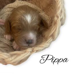 Goldendoodle Puppies from Graystone Doodles