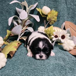 Black Girl - Black and white female Japanese Chin puppy in Tulsa, Oklahoma from Locust Creek Pugs & Japanese Chin's