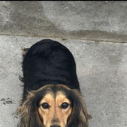 Monica - Dachshund
