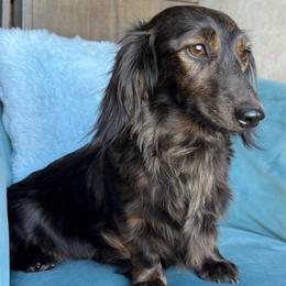 Shin - Dachshund