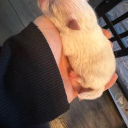 Girl 1- White - White female Pomeranian puppy in Cheektowaga, New York from Luxe Legacy Pomeranians