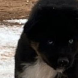 Boy 1 - Australian Shepherd puppy in Ogden, Utah from Rafter H Aussies