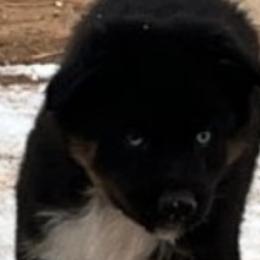 Boy 1 - Australian Shepherd puppy in Ogden, Utah from Rafter H Aussies