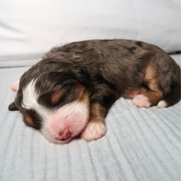 Nalu - Merle female Bernedoodle puppy in Bowling Green, Ohio from Windy Creek Doodles