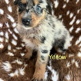 Yellow - Blue merle female Australian Shepherd puppy in Jesup, Georgia from Painted Platinum Kennel Golden Retrievers & Australian Shepherds