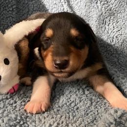Norm - Black white and tan male Collie puppy in Yulee, Florida from Three Collie Farm