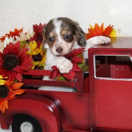 Frankie - Dapple male Dachshund puppy in Corbin, Kentucky from White River Valley Kennel