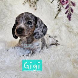 Gigi - Piebald female Dachshund puppy in Herald, California from Bluegum Dachshunds