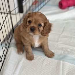Anne - Ruby female Cavalier King Charles Spaniel puppy in Memphis, Tennessee from Fern Valley Cavaliers