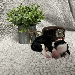 Bernedoodle Puppies from Bechtel’s Bernadoodles