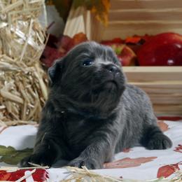 Tum Tum - Blue male Mi-Ki puppy in Wales, Wisconsin from Phantastic Mi-kis