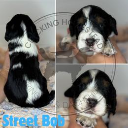 Street Bob - Black white and tan male English Springer Spaniel puppy in Fond Du Lac, Wisconsin from Clucking Homestead Springers & Dachshunds