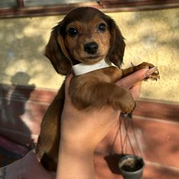 Max - Sable male Dachshund puppy in Bakersfield, California from Rosey Dachshund