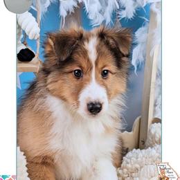 Boy 2 - Levi - Sable and white male Shetland Sheepdog puppy in Elberton, Georgia from Ioney's Southern Paws Shelties, Frenchies, and Yorkies