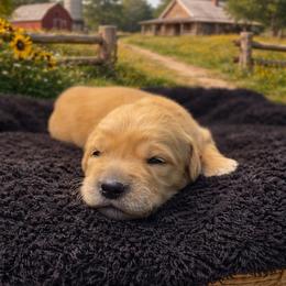 Boy 5 Gunther - Golden male Golden Retriever puppy in Angier, North Carolina from Howard's Retrievers