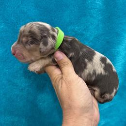 Briggs - Dapple male Dachshund puppy in Lincoln, Arkansas from Red Dirt Dachshunds