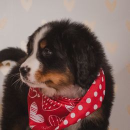 Bernese Mountain Dog and Golden Retriever Puppies from J & J Meadows