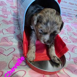 Chevelle - Red merle female Aussiedoodle puppy in Loveland, Colorado from A&L Ranch Aussiedoodles
