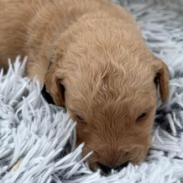 Nala - Apricot female Goldendoodle puppy in Ambrose, Georgia from Brandilyn's Aussies