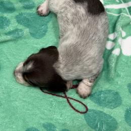 Boy 1 - Piebald male Dachshund puppy in Irving, Texas from DFW Dachshunds by G & S