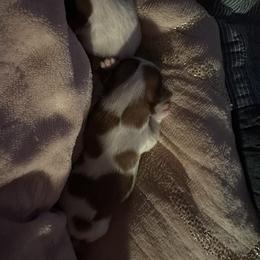 Shih Tzu Puppies from Wood Foo Breeders
