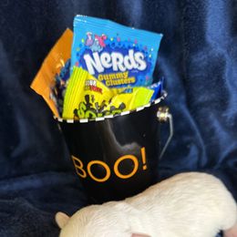 Avery - White male Coton de Tulear puppy in North Augusta, South Carolina from Furever Cotons