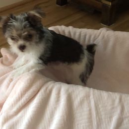 Yorkshire Terrier Puppies from Lynnie’s Lovables Yorkies