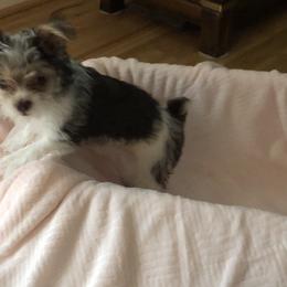 Yorkshire Terrier Puppies from Lynnie’s Lovables Yorkies