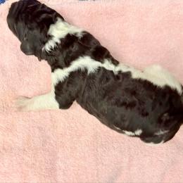 Nova - Parti female Poodle puppy in Meadowbrook, California from Standard Poodle Pups