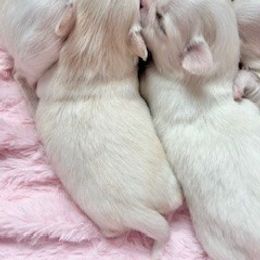 Chihuahua Puppies from Cranbrook Kennels