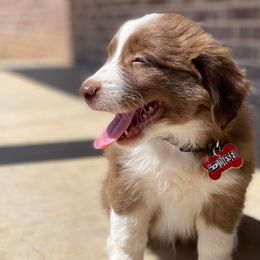 Miniature Australian Shepherds from Rocking B
