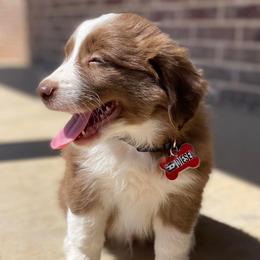 Miniature Australian Shepherds from Rocking B