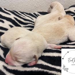 Shiba Inu Puppies from EndThyme Acres