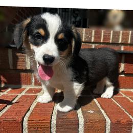 Daisy - Black and tan female Pembroke Welsh Corgi puppy in Saint George, South Carolina from Carolina cotton candy corgis