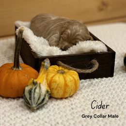 Boy 2 - Cream male Goldendoodle puppy in Voluntown, New York from Barnwood Doodles