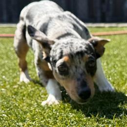 Trinket - Blue and white female Teddy Roosevelt Terrier puppy in Gadsden, Alabama from Rich Cat’s