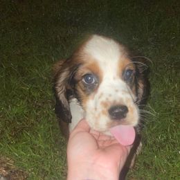 English Springer Spaniel Puppies from Savannah River Springers