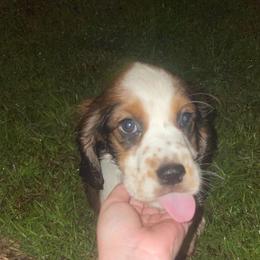 English Springer Spaniel Puppies from Savannah River Springers