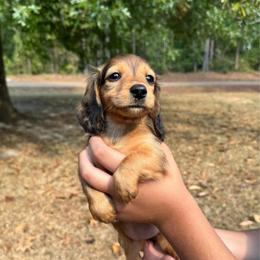 Blanche AKC HEALTH GUARANTEE - Red female Dachshund puppy in El Dorado, Arkansas from LovelylilDoxies