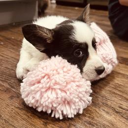 Eleven - Black and white female Cardigan Welsh Corgi puppy in Des Plaines, Illinois from Ataraxis Cardigan Welsh Corgis