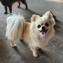 Chicken Nugget - Chihuahua
