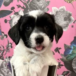 Chinese Crested puppies from Mystery Chinese Cresteds