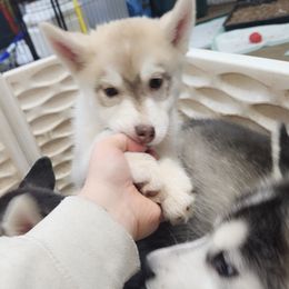 Siberian Husky Puppies from Spirit of the Moon Siberians