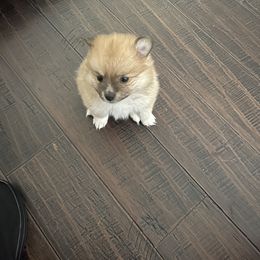 Pomeranian Puppies from ARC Kennels
