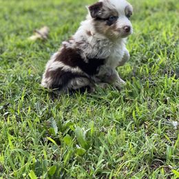 Australian Shepherd, Miniature American Shepherd, and Toy Australian Shepherd Puppies from Blue’s Family Aussies
